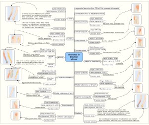 Branches_of_Brachial_plexus